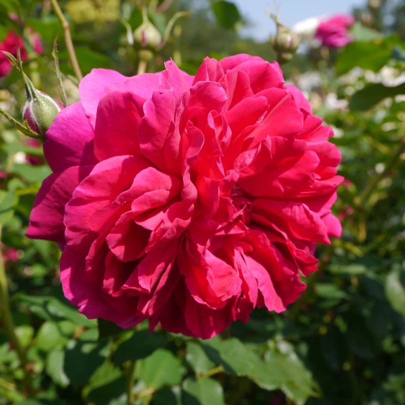 Rosier anglais ‘Thomas à Becket’ ( Rosa ‘Thomas à Becket’)