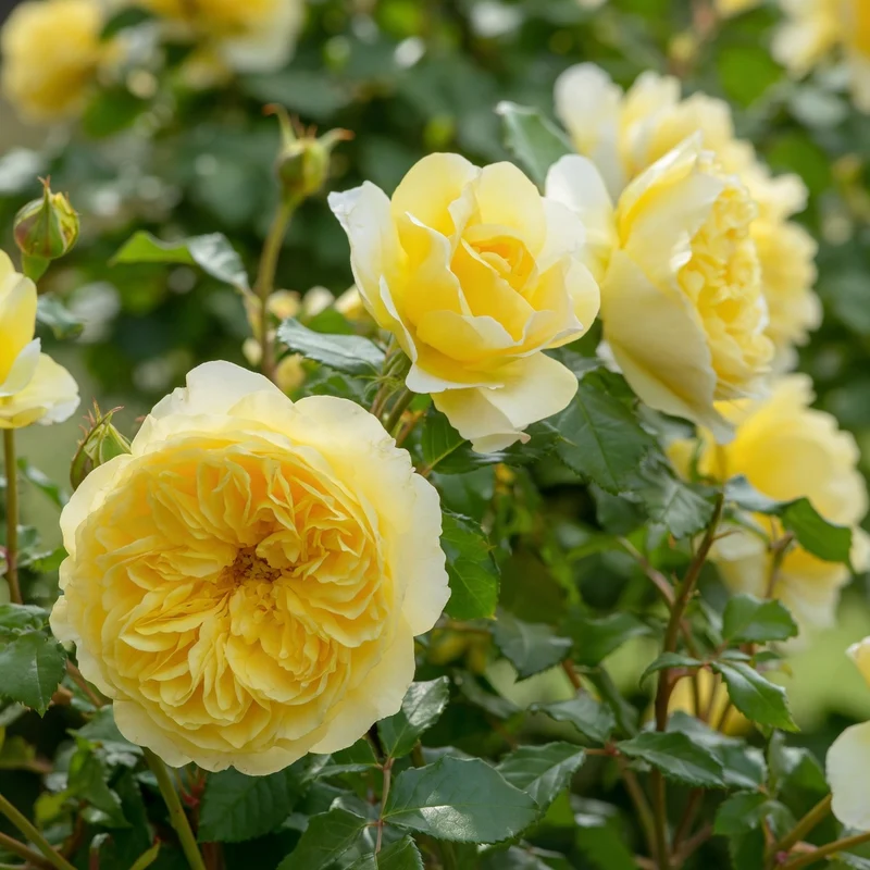 Rosier anglais ‘The Poet’s Wife’ ( Rosa ‘The Poet’s Wife’)