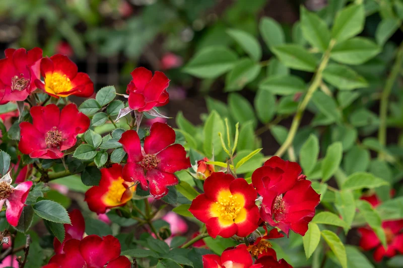 Rosier couvre-sol ‘Playful Happy Trails’ ( Rosa ‘Playful Happy Trails’)