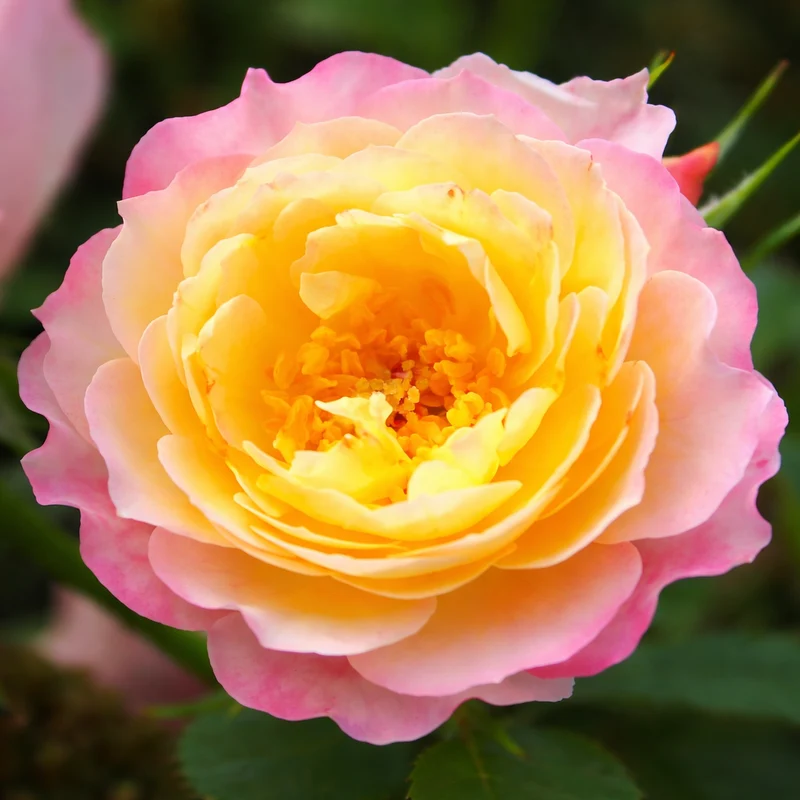 Rosier couvre-sol ‘Rainbow Happy Trails’ ( Rosa ‘Rainbow Happy Trails’)