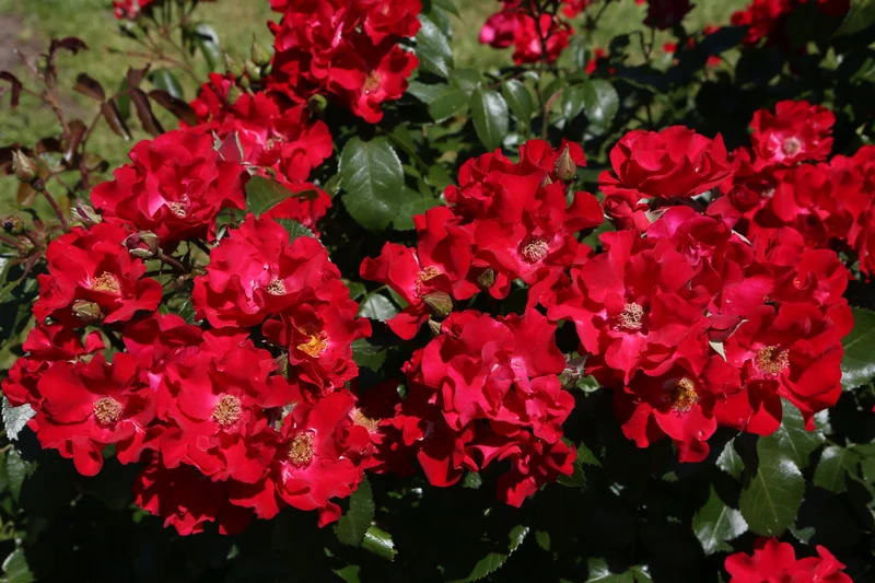 Rosier couvre-sol ‘Red Ribbons’ ( Rosa ‘Red Ribbons’)