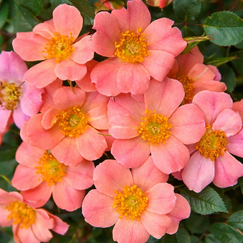 Rosier couvre-sol ‘Sunset Happy Trails’ ( Rosa ‘Sunset Happy Trails’)