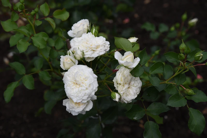 Rosier couvre-sol ‘White Meidiland’ ( Rosa ‘White Meidiland’)