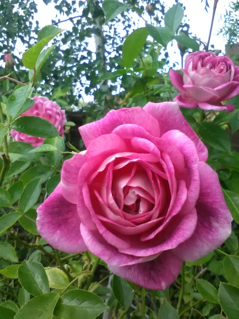 Rosier floribunda ‘Brilliant Pink Iceberg’ ( Rosa ‘Brilliant Pink Iceberg’)
