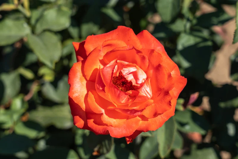 Rosier floribunda ‘Burning Glow’ ( Rosa ‘Burning Glow’)