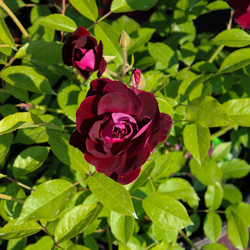 Rosier floribunda ‘Celestial Night’ ( Rosa ‘Celestial Night’)