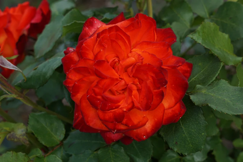 Rosier floribunda ‘Charisma’ ( Rosa ‘Charisma’)
