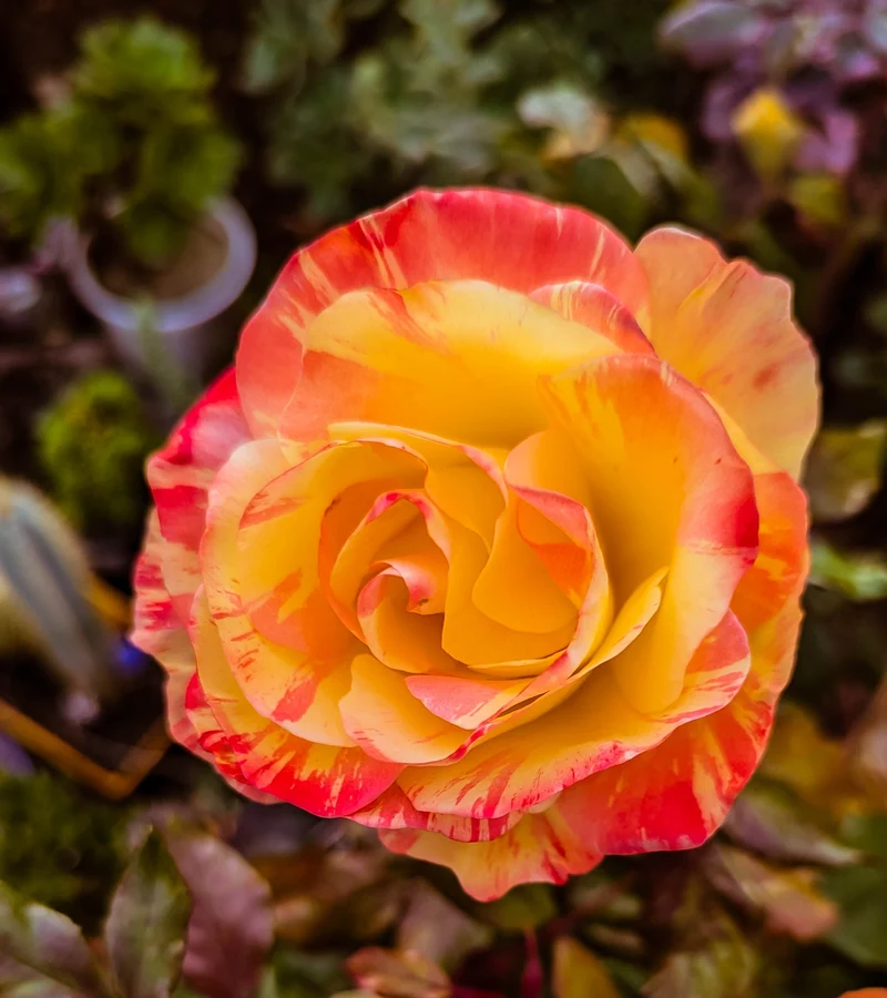 Rosier floribunda ‘Chihuly’ ( Rosa ‘Chihuly’)