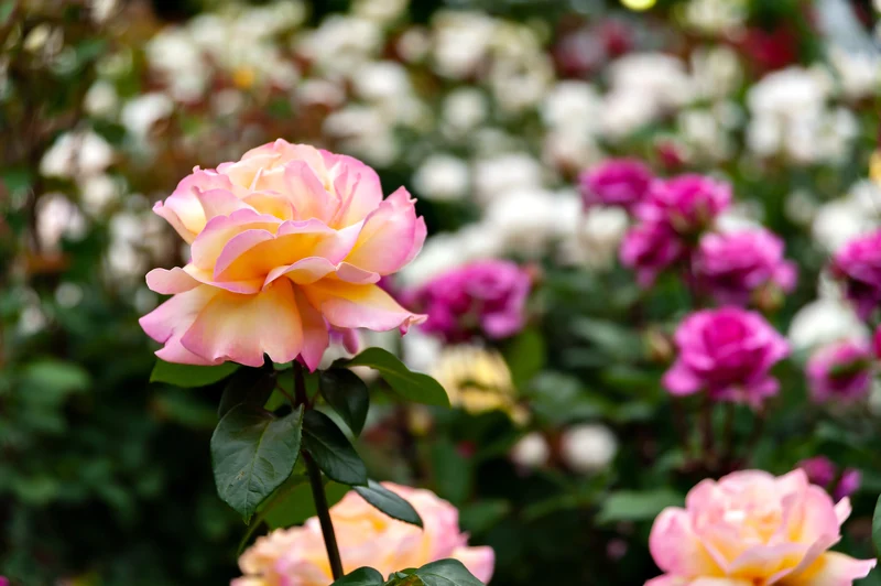 Rosier floribunda ‘Day Breaker’ ( Rosa ‘Day Breaker’)