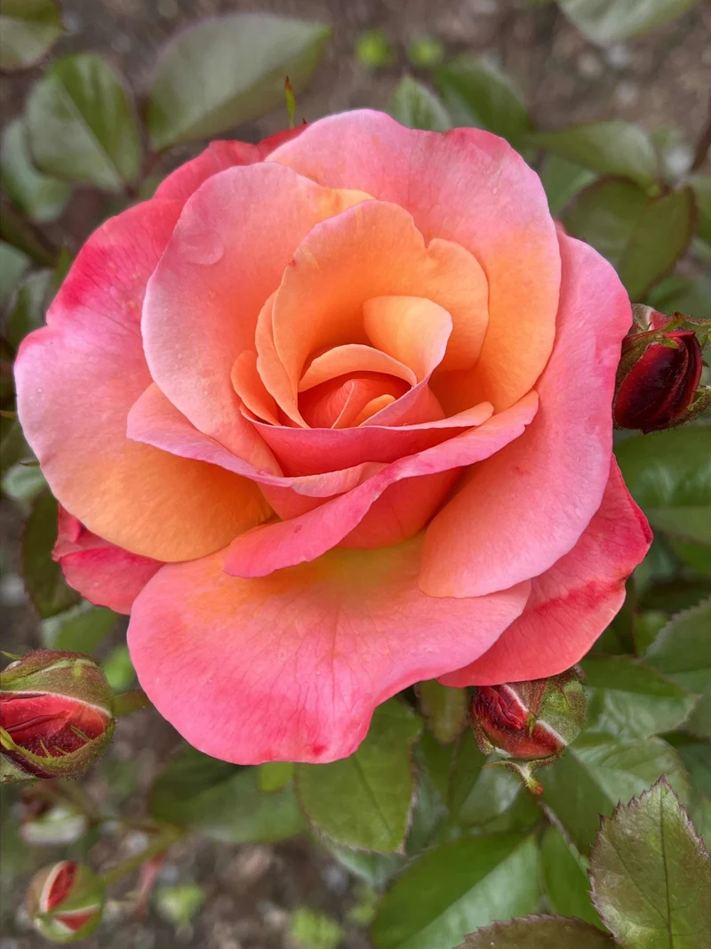 Rosier floribunda ‘Colorific’ ( Rosa ‘Colorific’)