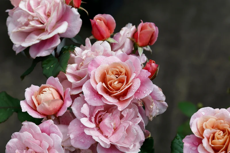 Rosier floribunda ‘Distant Drums’ ( Rosa ‘Distant Drums’)