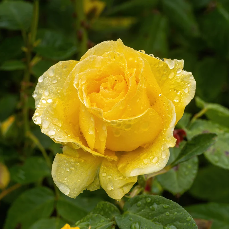Rosier floribunda ‘Doris Day’ ( Rosa ‘Doris Day’)