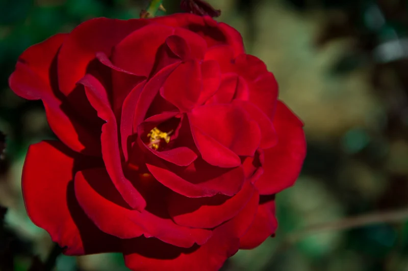Rosier floribunda ‘Drop Dead Red’ ( Rosa ‘Drop Dead Red’)