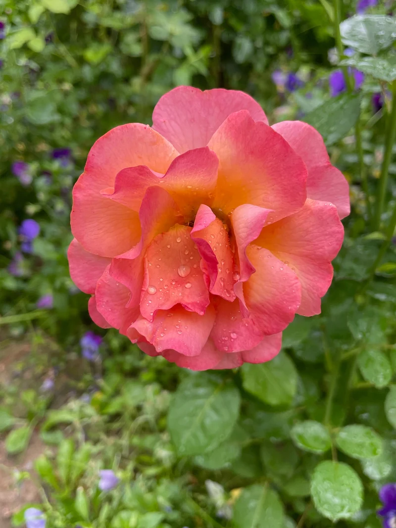 Rosier floribunda ‘Easy Does It’ ( Rosa ‘Easy Does It’)
