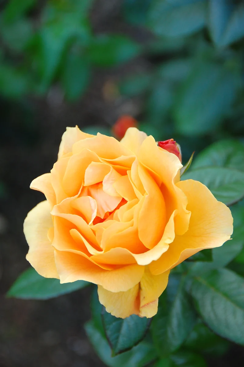 Rosier floribunda ‘Easy Going’ ( Rosa ‘Easy Going’)