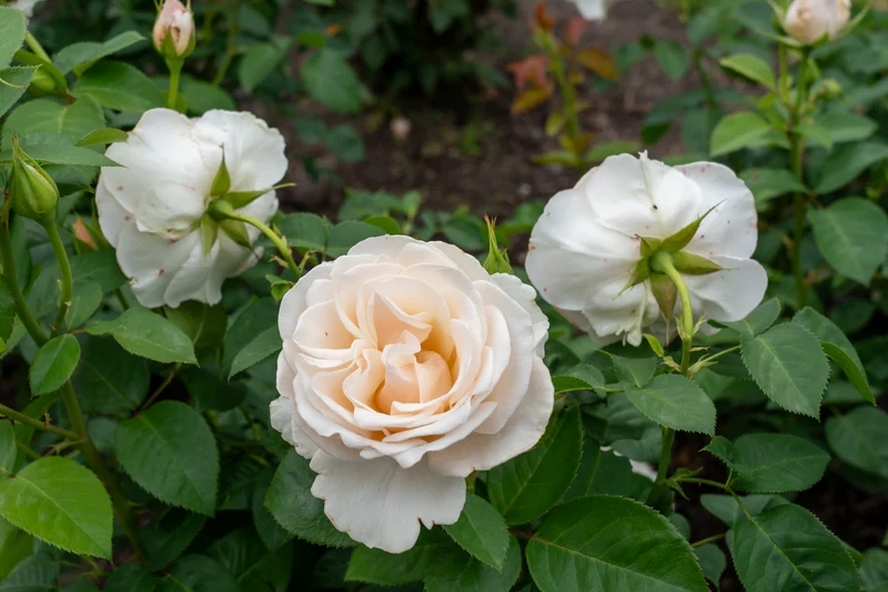 Rosier floribunda ‘Easy Spirit’ ( Rosa ‘Easy Spirit’)