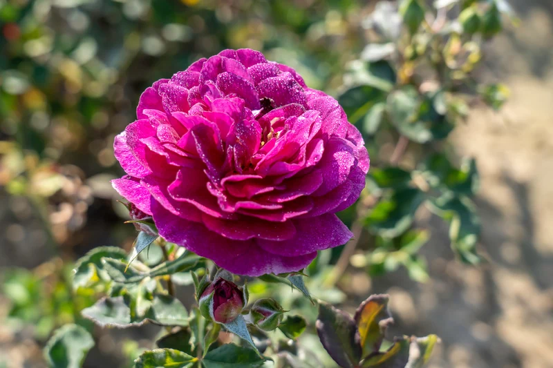 Rosier floribunda ‘Ebb Tide’ ( Rosa ‘Ebb Tide’)