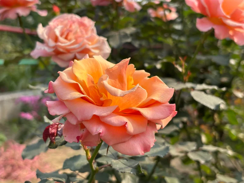 Rosier floribunda ‘Forever Amber’ ( Rosa ‘Forever Amber’)