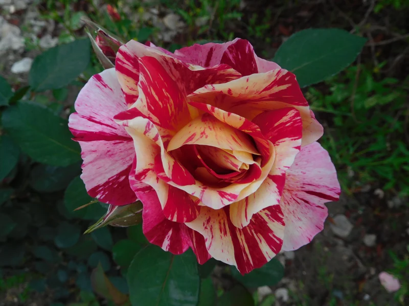 Rosier floribunda ‘George Burns’ ( Rosa ‘George Burns’)