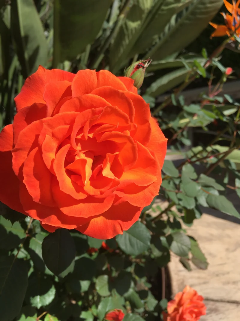 Rosier floribunda ‘Gingersnap’ ( Rosa ‘Gingersnap’)