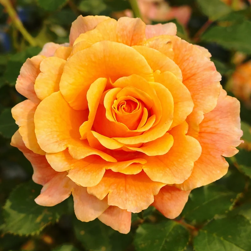 Rosier floribunda ‘Gold and Great’ ( Rosa ‘Gold and Great’)