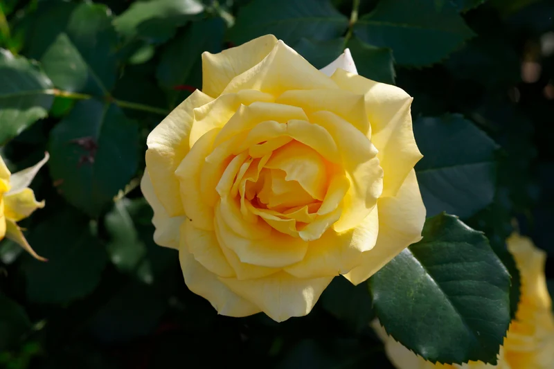 Rosier floribunda ‘Gold Badge’ ( Rosa ‘Gold Badge’)