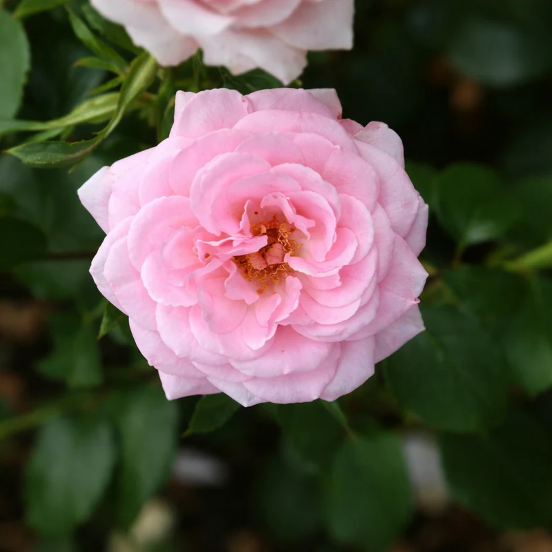 Rosier floribunda ‘Home & Garden’ ( Rosa ‘Home & Garden’)
