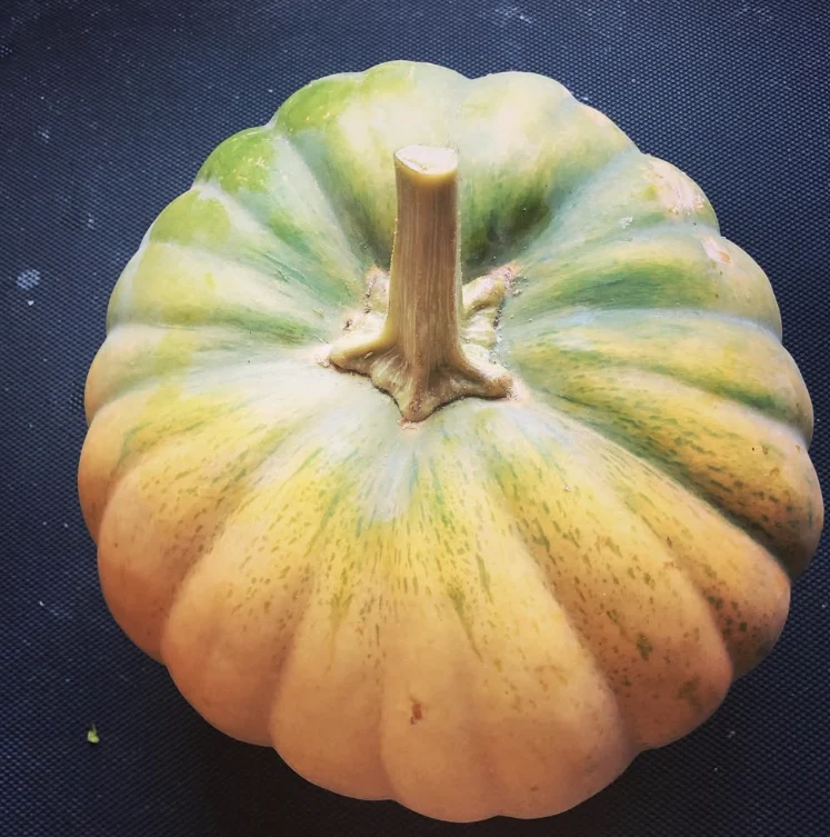 Citrouille indienne bio ( Cucurbita sp.)