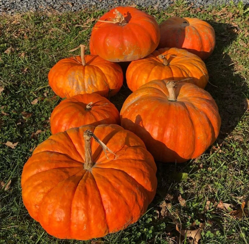 Citrouille ‘Rouge Vif d’Étampes’, semences écologiques ( Cucurbita maxima )