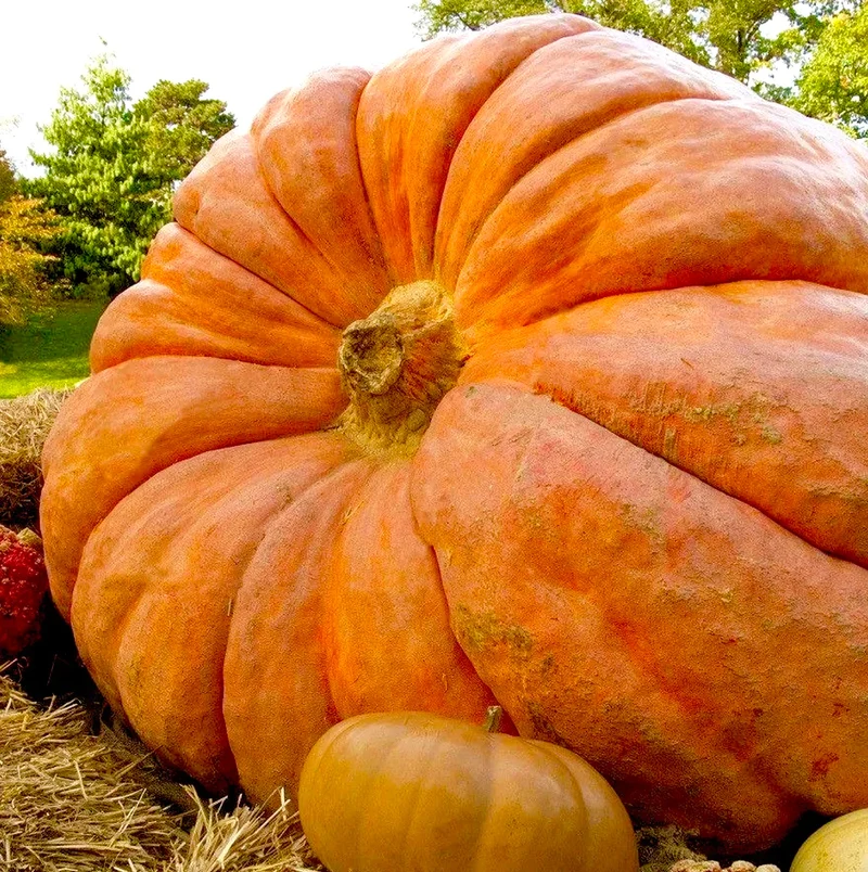 Citrouille ‘Atlantic Giant’ de Dill, semences écologiques ( Cucurbita maxima )