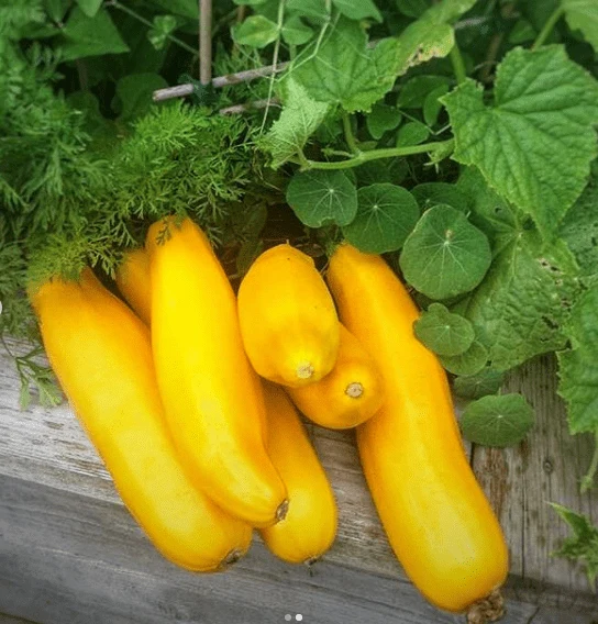 Courgette ‘Goldy’ F1 bio ( Cucurbita pepo )