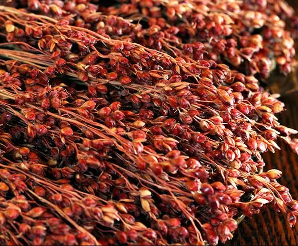 Sorgho rouge ‘Broomcorn’ bio ( Sorghum bicolor )