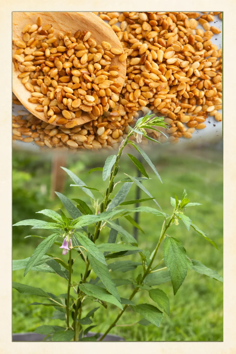 Sésame bio ( Sesamum indicum )