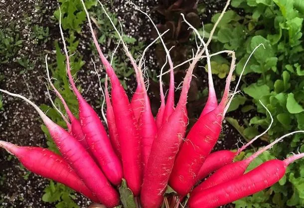 Radis chinois ‘Shunkyo’, semences écologiques ( Raphanus sativus )