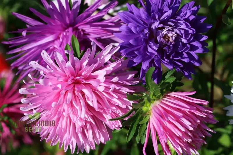 Aster (Michaelmas Daisy) Ostrich Plume Mix Seeds - Perfect for Planting Vibrant and Lush Gardens