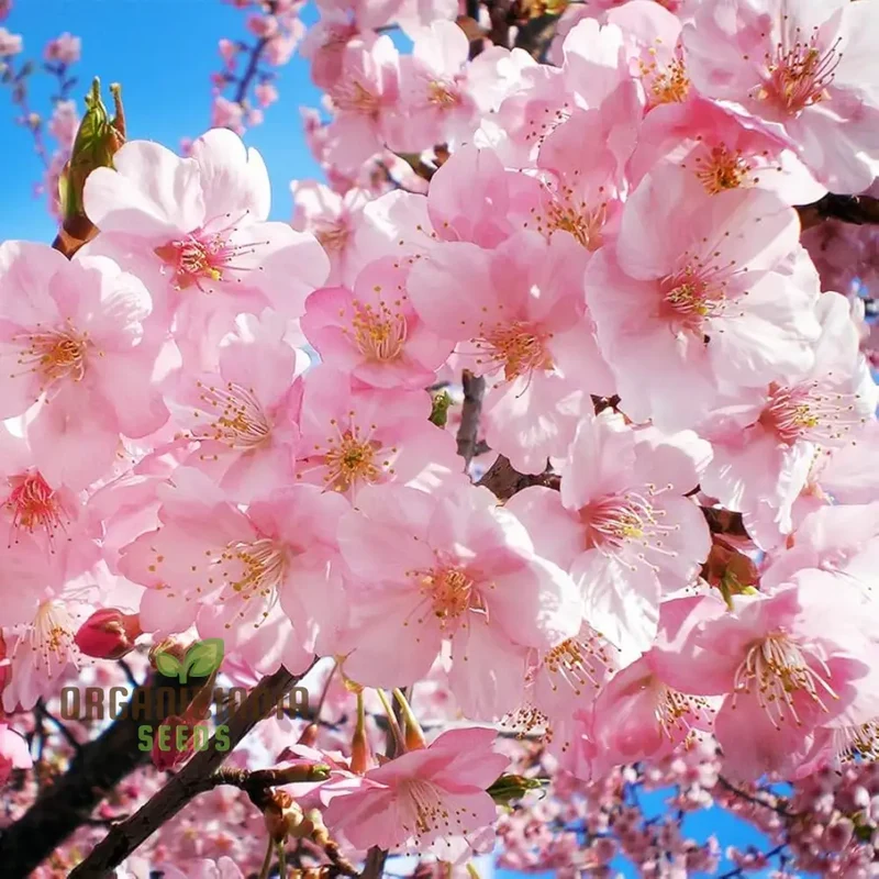Japanese Cherry Tree Cloud Oriental Sweet Prunus Serrulata Flower Seeds - Pink Blooms, Perfect for Planting Your Dream Garden