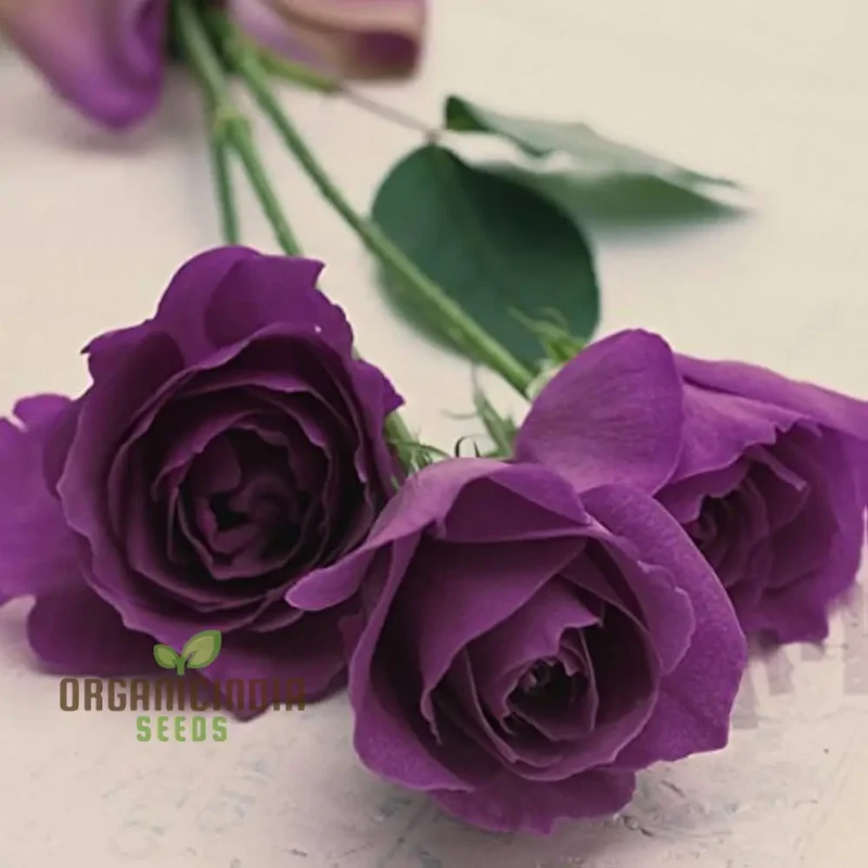 Purple Rose Flower Seeds, Easy to Grow Maintain China Rose for Stunning Home Gardening Landscaping, Premium Seeds for Planting