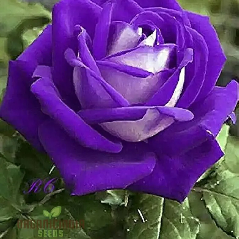 Purple Rose Flower Seeds, Easy to Grow Maintain China Rose for Stunning Home Gardening Landscaping, Premium Seeds for Planting