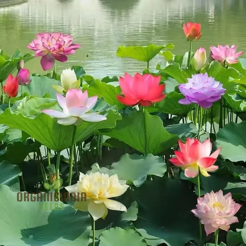 Water Lily Flower Seeds - Mixed Colors for Pond Garden, Planting Guide Included
