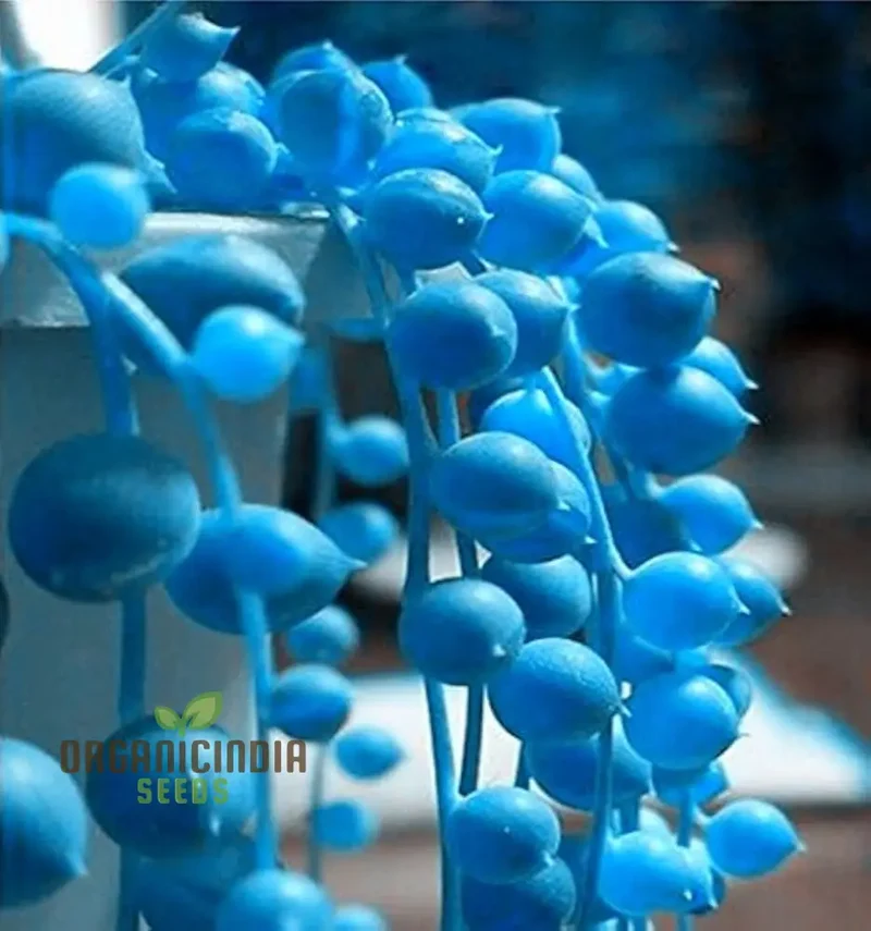 Nema Rare Blue Round Pearl Chlorophytum Flower Seeds for Planting,Unique Gardening Seeds for Beautiful Blue Bloom