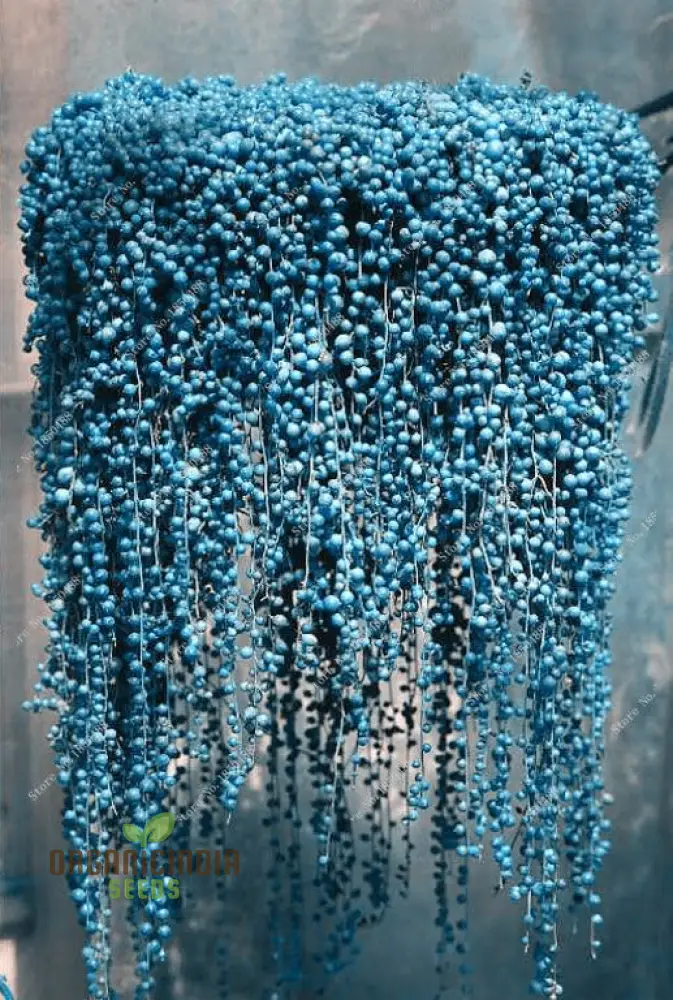 Nema Rare Blue Round Pearl Chlorophytum Flower Seeds for Planting,Unique Gardening Seeds for Beautiful Blue Bloom