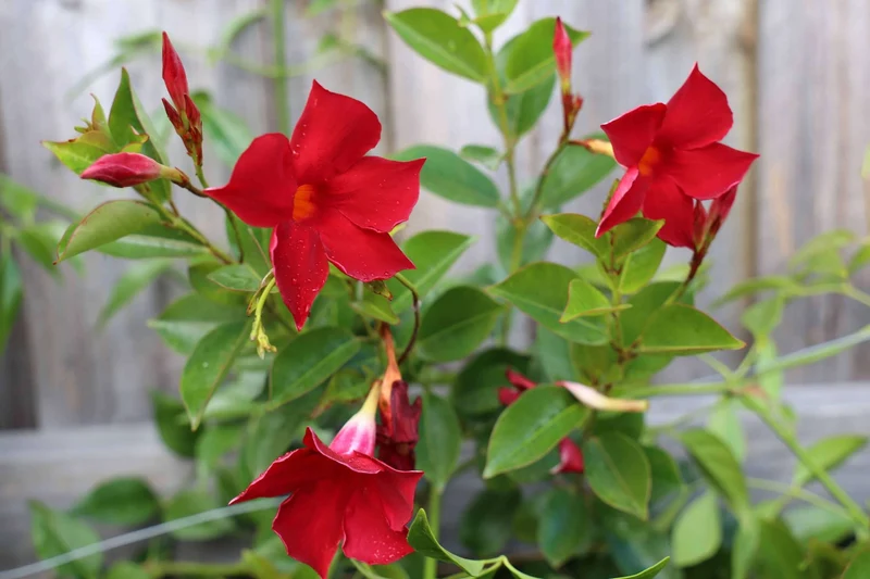 Red Mandevilla Vine Flower Seeds - Tropical Climber, Planting Instructions, Grow Vibrant Red Blooms