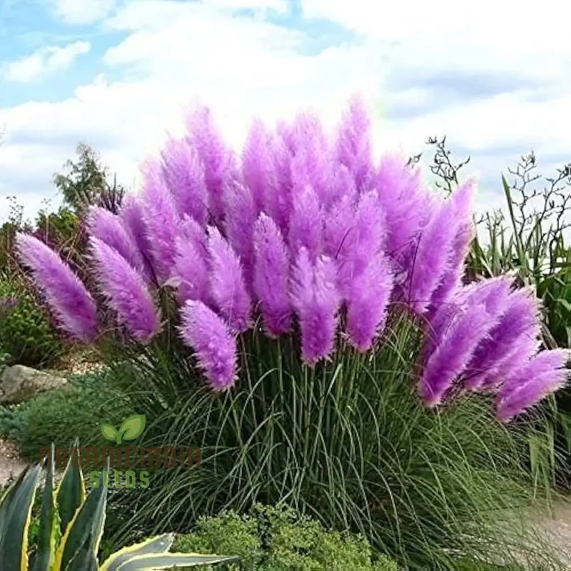 Nema Rare Purple Pampas Grass Flower Seeds, Unique and Stunning Seeds Perfect for Gardening, Grow Beautiful Pampas Grass with These Premium Seeds