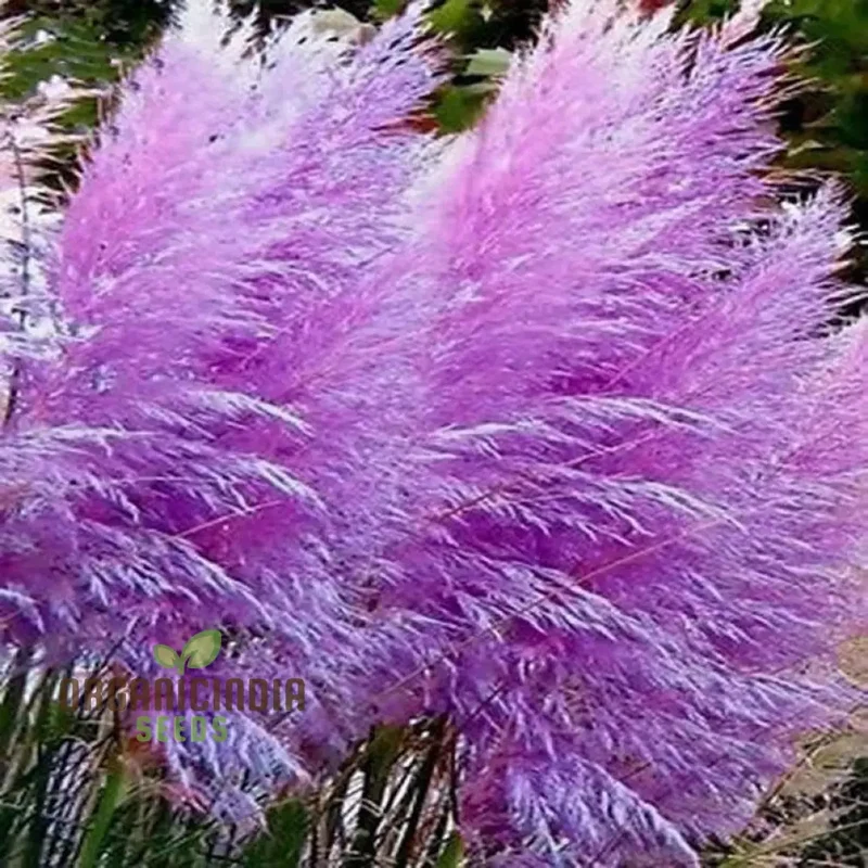 Nema Rare Purple Pampas Grass Flower Seeds, Unique and Stunning Seeds Perfect for Gardening, Grow Beautiful Pampas Grass with These Premium Seeds