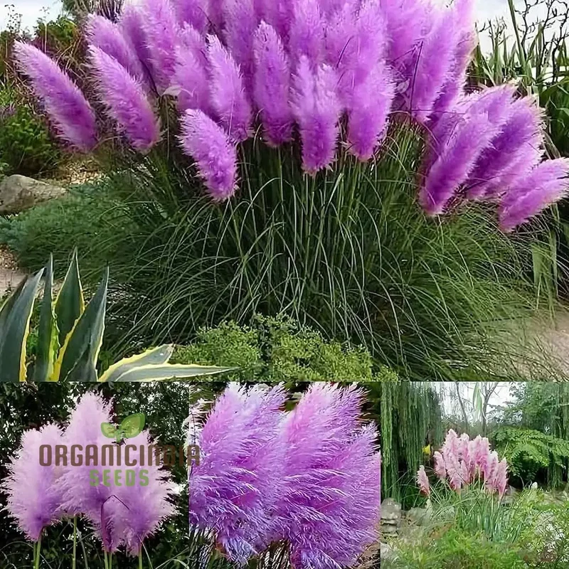Nema Rare Purple Pampas Grass Flower Seeds, Unique and Stunning Seeds Perfect for Gardening, Grow Beautiful Pampas Grass with These Premium Seeds