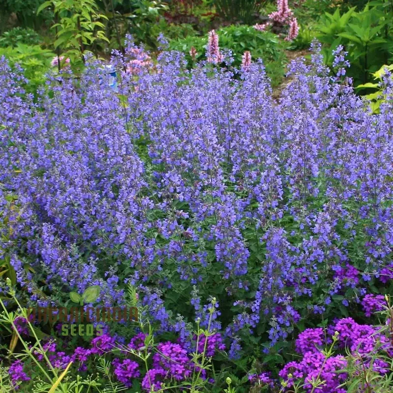 Blue Nepeta Catmint Herb Gardening Plant Seeds Mix - Easy Planting Instructions, Premium Quality Seeds