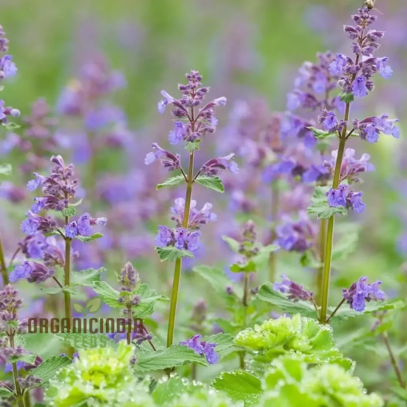 Blue Nepeta Catmint Herb Gardening Plant Seeds Mix - Easy Planting Instructions, Premium Quality Seeds