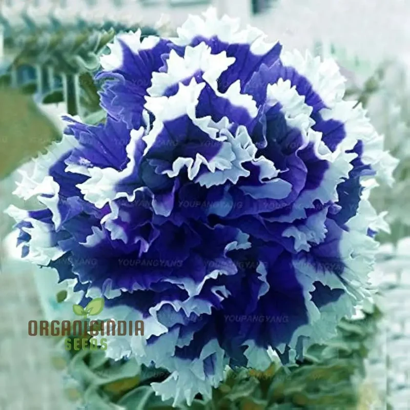 Nema Great Petunia Seeds, Stunning Half Blue and White Flower Seeds for Your Garden, Premium Quality Petunia Seeds for Gorgeous Garden Blooms