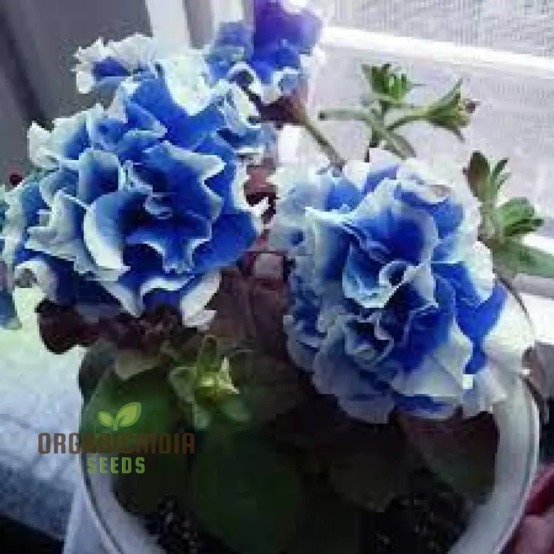 Nema Great Petunia Seeds, Stunning Half Blue and White Flower Seeds for Your Garden, Premium Quality Petunia Seeds for Gorgeous Garden Blooms
