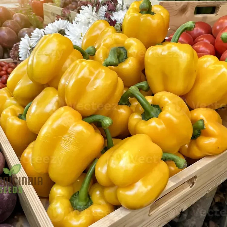 Organic Red Shimla Mirchi Seed & Yellow Capsicum Seed Pack - 50 Seeds for Gardening | Premium Quality Seeds